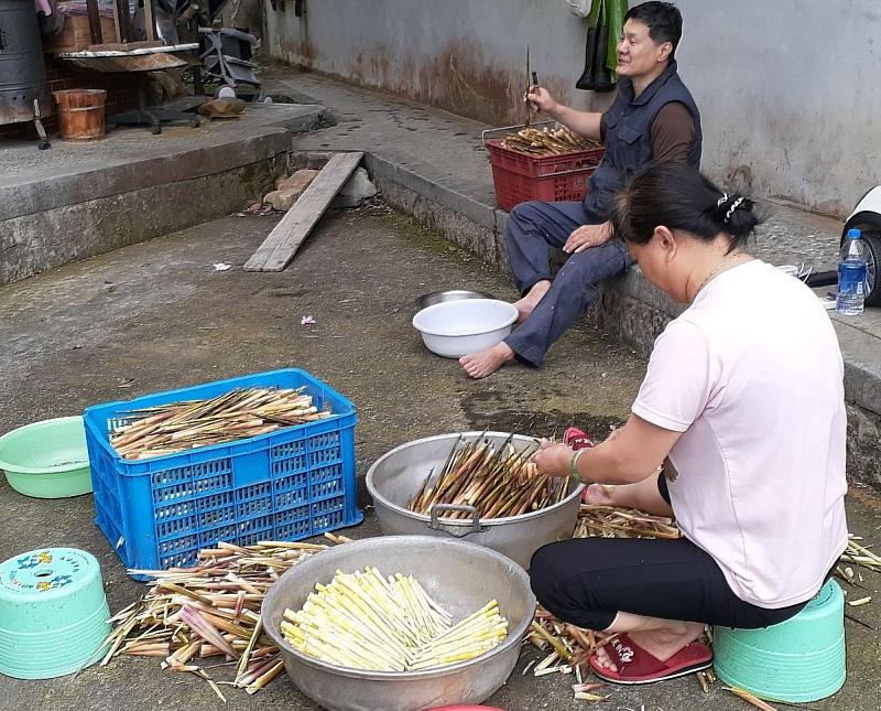 採摘箭竹筍對陽明山周邊住民意義重大，處理好的筍肉每斤大約可賣到300至400元價格