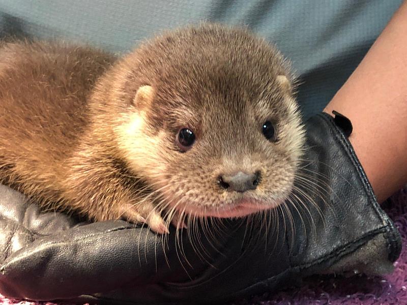 臺北市立動物園救傷收容的水獺(張祐佳攝)