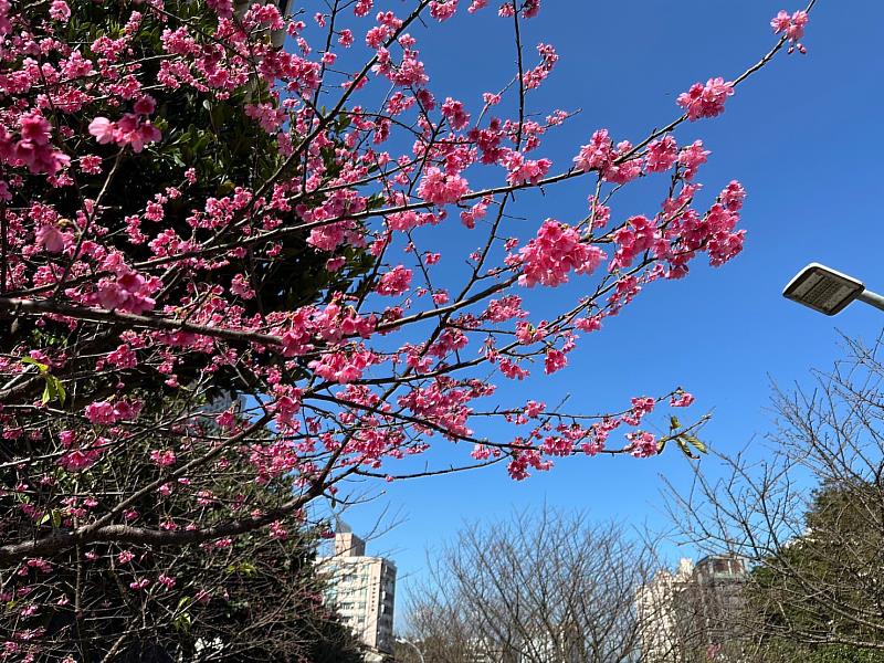 汐止區康誥坑溪兩岸步道為賞櫻熱點，美不勝收