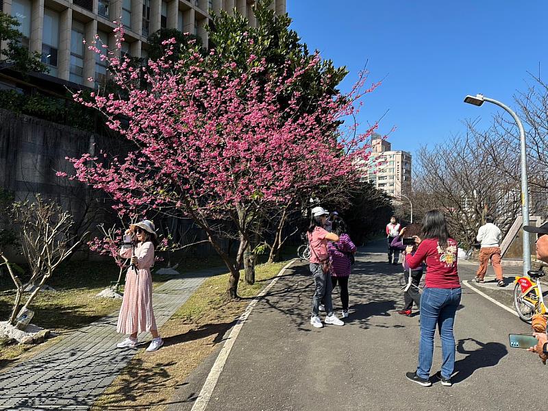 康誥坑溪櫻花大道適合民眾前來拍照打卡