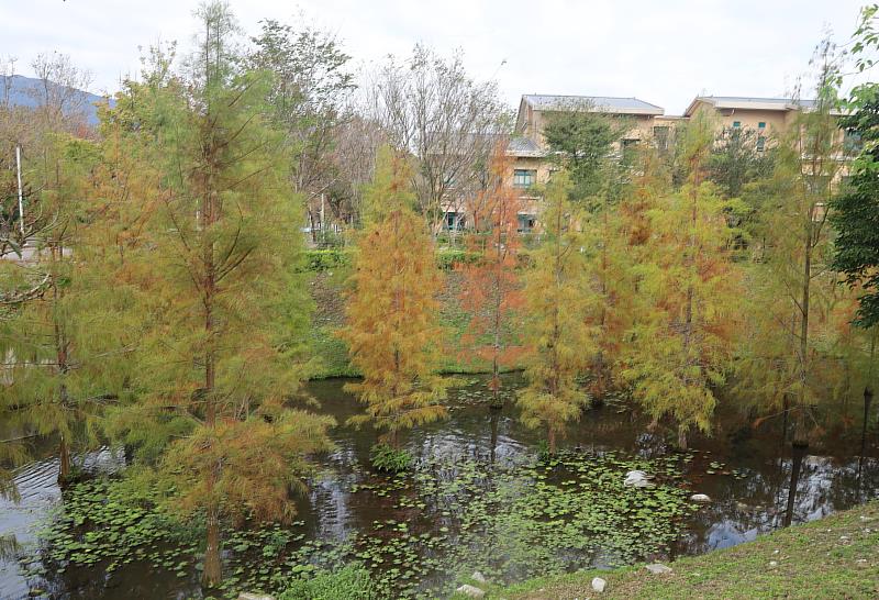 秋冬時期落羽松樹業由綠轉黃紅，是最適合觀賞的季節。
