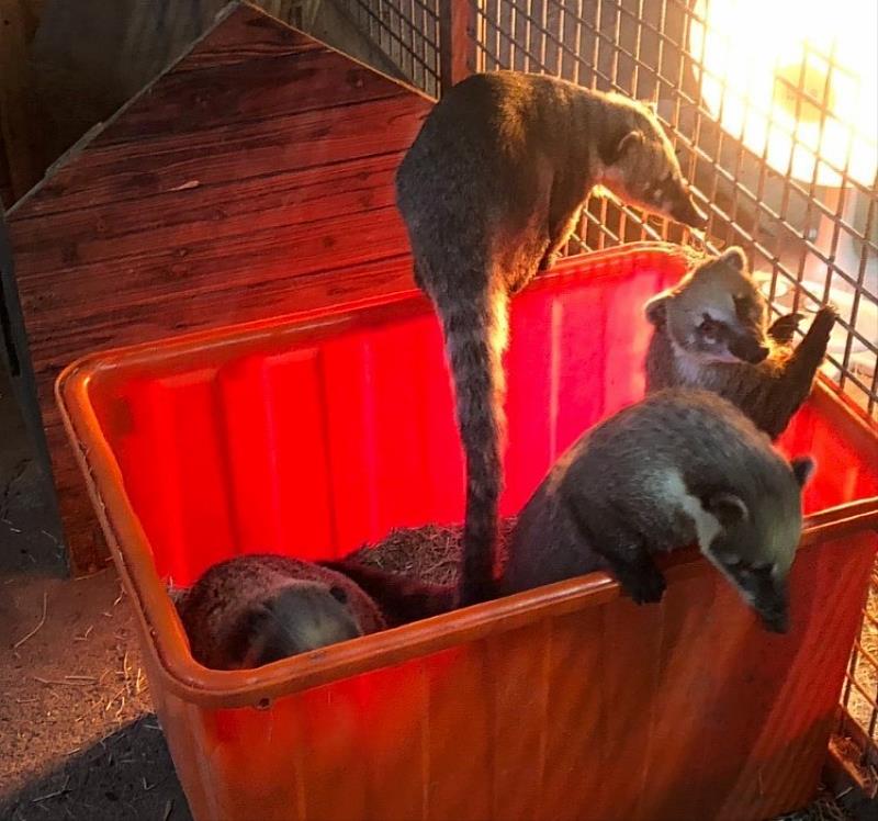 寒流來襲！新竹市動物園啟動抗寒保暖機制。