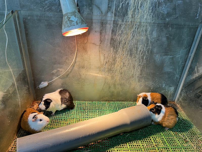 寒流來襲！新竹市動物園啟動抗寒保暖機制。