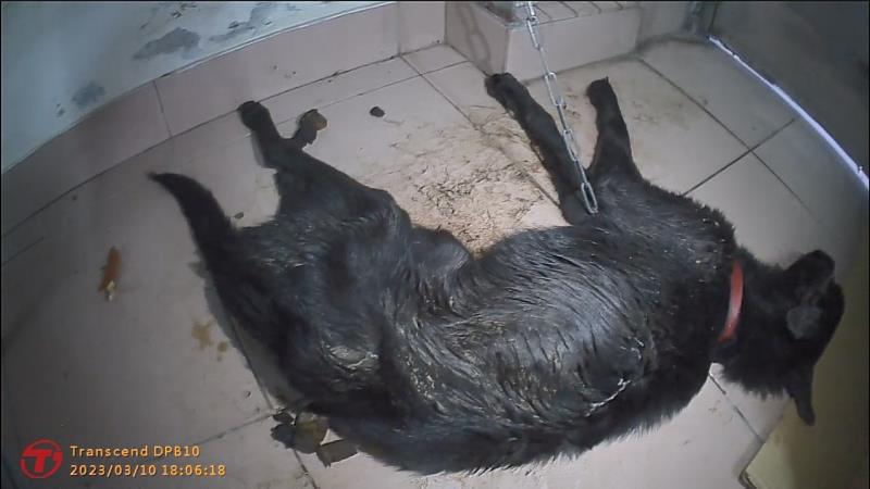 未妥善照顧犬隻致死 飼主遭家畜所法辦