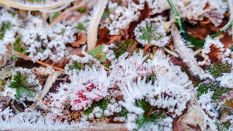 大雪山國家森林遊樂區低溫出現之結霜景色(圖：林正智拍攝)