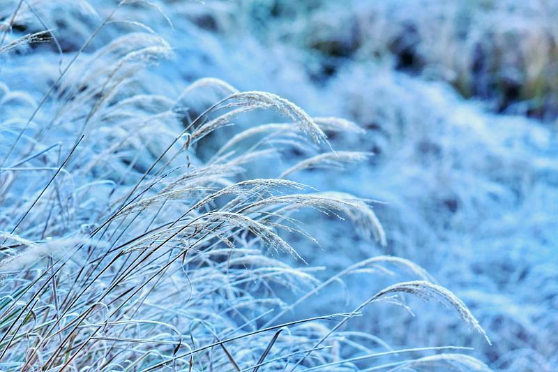 結霜後雪白的小雪山景色(圖：林正智拍攝)