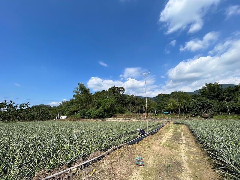 林姓農友的鳳梨田和猛禽棲架。