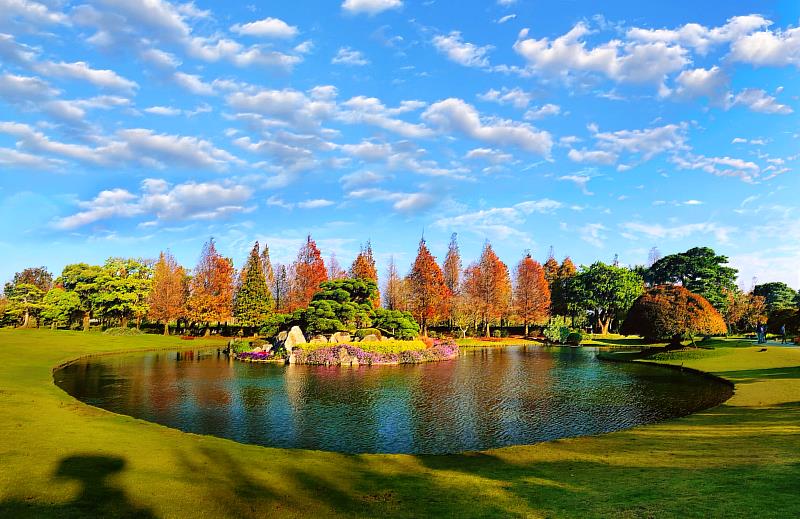 12-3月是成美文化園落羽松季，預計春節期間是最佳觀賞期間，緋紅如日出的落羽松，燦爛動人。成美文化園提供。