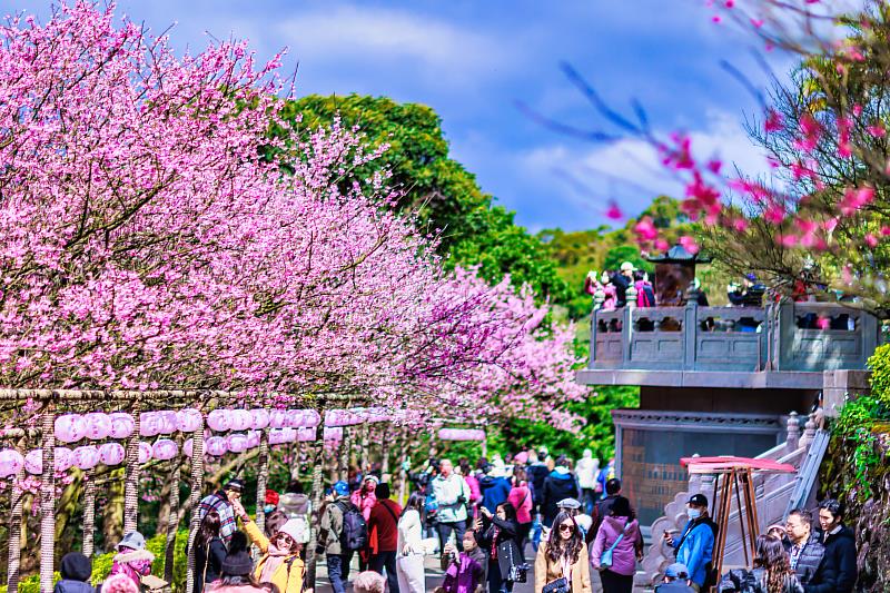 新北市淡水區的無極天元宮為北台灣知名賞櫻景點之一，每逢春節期間櫻花盛開，遊客如織。(圖為112年資料照片)