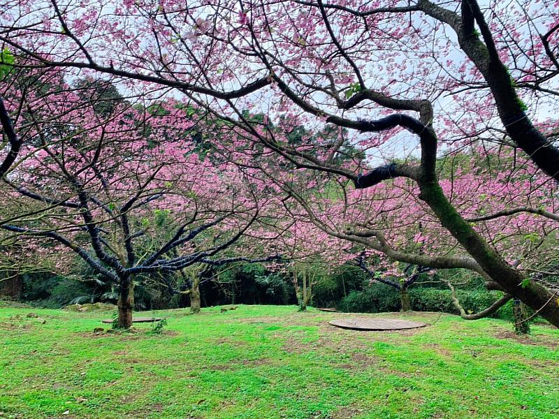 天元宮後山三色櫻現況