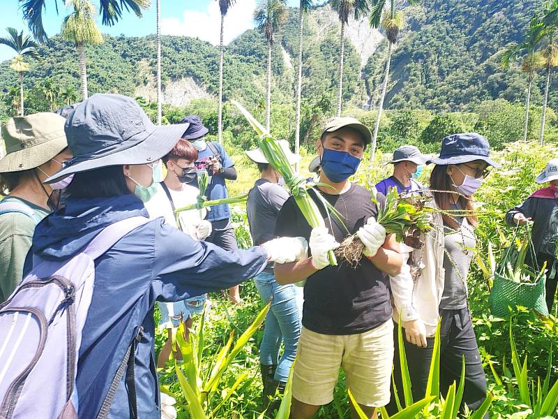 在奇美部落的草藥倉庫手摘車前草與香茅，除了供作蒸浴也可食用