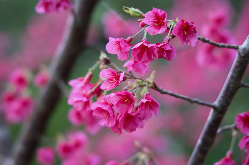 山櫻花近照