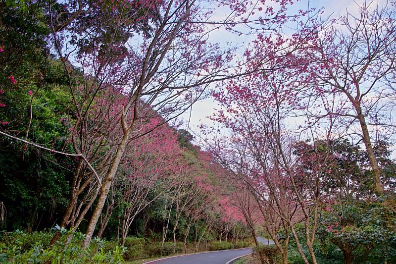 二格道路夾道綻放的櫻花就像歡迎大家來遊玩