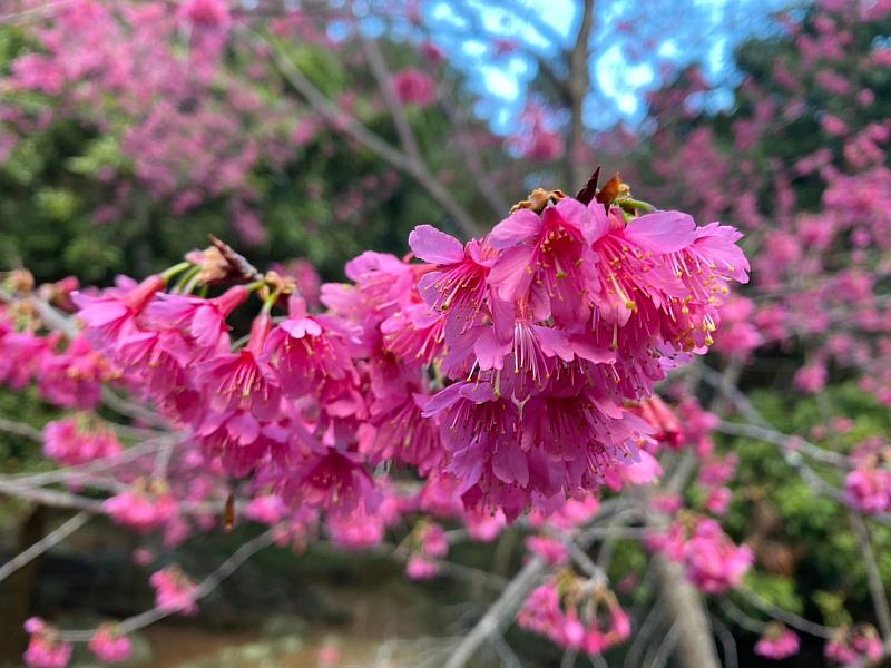八仙山山櫻花