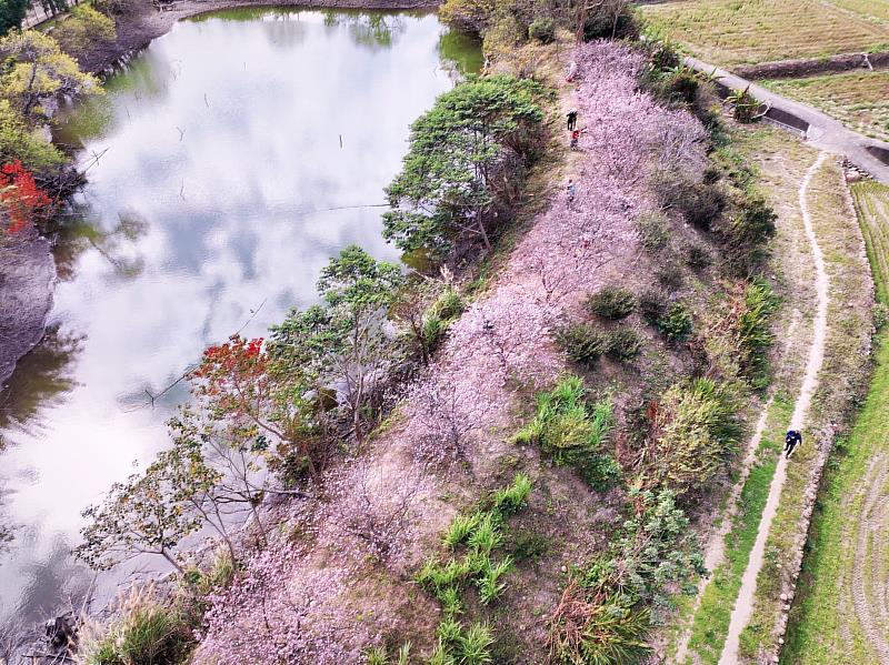 位在關西鎮坪林國小對面農塘湖畔的櫻花秘境搶先綻放。