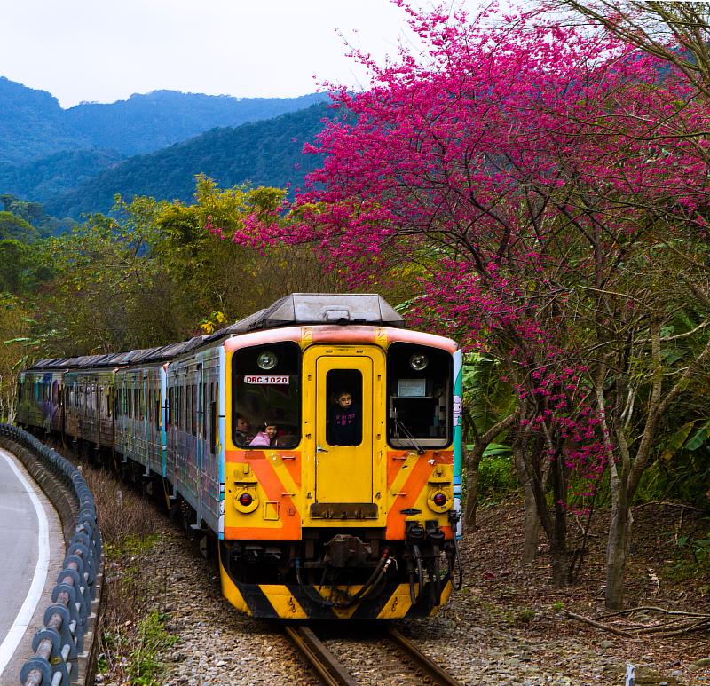 鐵道櫻花為內灣支線的美景，圖為資料照。