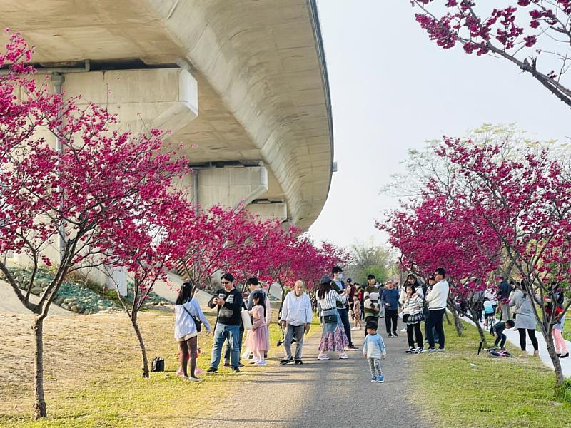竹東河濱公園種有櫻花，圖為資料照。