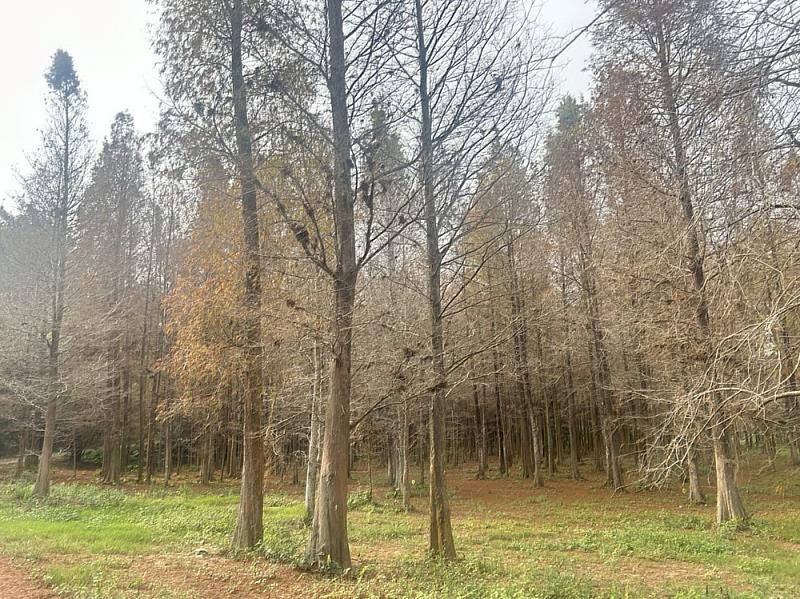 六重溪部落國小附近，由落雨松形成的忘憂森林，也是極具潛力的拍照打卡景點。