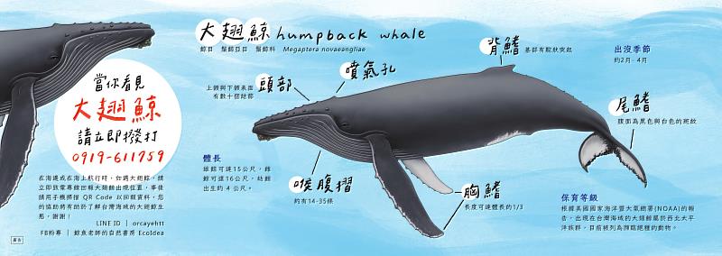 目擊大翅鯨 臺東縣政府提醒請撥打回報專線 協助完成人類與海洋間和諧小拼圖