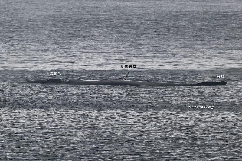 目擊大翅鯨 臺東縣政府提醒請撥打回報專線 協助完成人類與海洋間和諧小拼圖