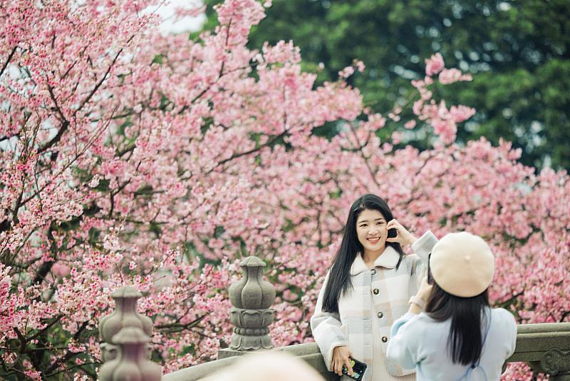 春暖花開、萬象復甦，淡水天元宮的櫻花也在此時綻放粉嫩嬌豔