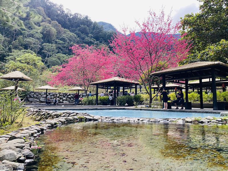 八仙山國家森林遊樂區親水區櫻花景色(圖：林業及自然保育署臺中分署)