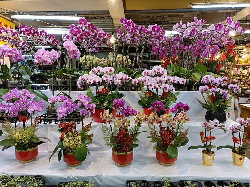 新北板橋花市提供種類豐富品質優良的春節應景花卉