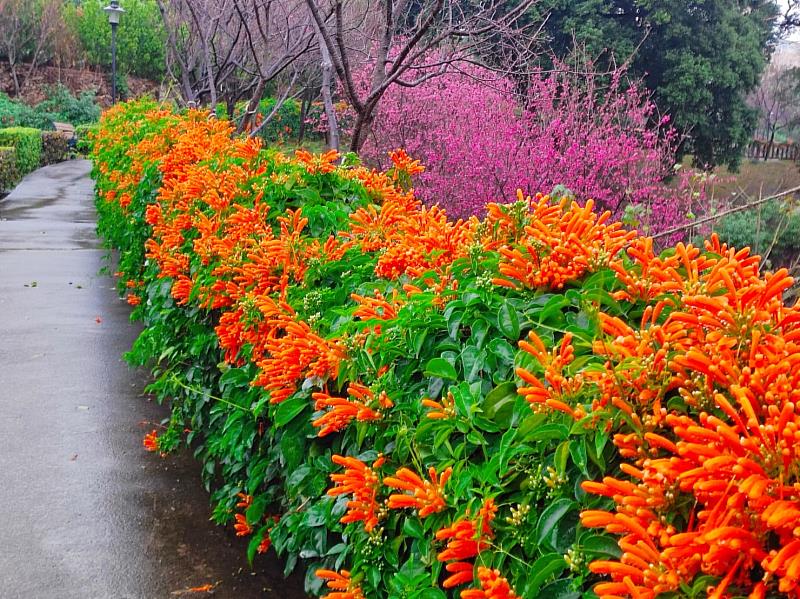 鶯歌永吉公園美麗的炮仗花