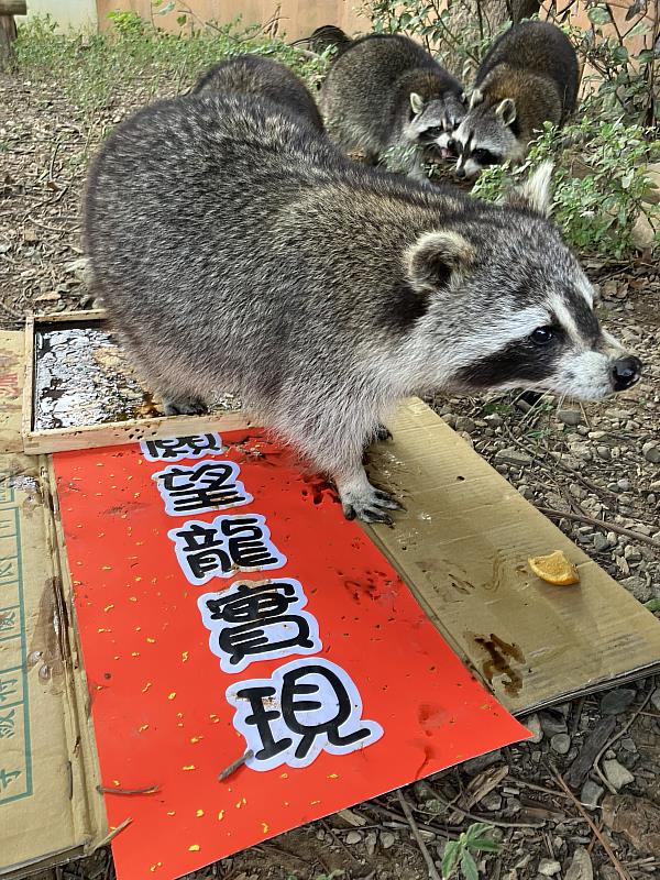 可愛動物們走上春聯用腳印作畫，創作出獨特又有趣的動物春聯。