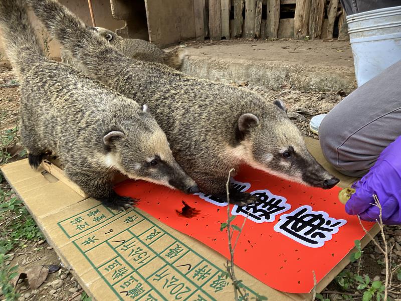 可愛動物們走上春聯用腳印作畫，創作出獨特又有趣的動物春聯。