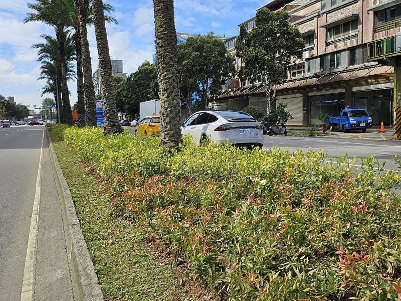 文化北路為林口交流道連接之主要的交通動線之一，中央分隔島上的中東海棗經多年細心養護，生長狀況良好，使文化北路成為林口區具代表性的特色道路。