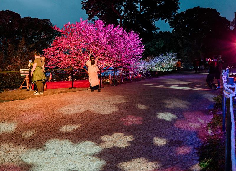 來到天元宮賞夜櫻千萬別錯過「流動櫻蒔區」，這是由新媒體藝術家郭佩奇老師所設計，於地面投射出具有律動感的櫻花花瓣