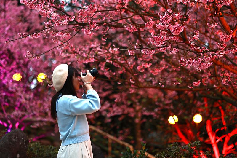 櫻花季活動的夜櫻區 氛圍浪漫 是網美、攝影好手必拍地點