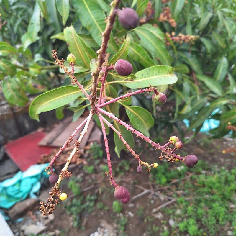 屏東縣芒果目前已陸續進入盛花期及著果期，正值芒果病蟲害防治的關鍵時期