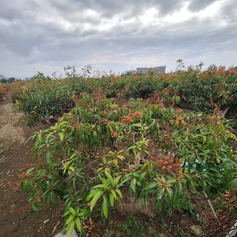 屏東縣芒果目前已陸續進入盛花期及著果期，正值芒果病蟲害防治的關鍵時期