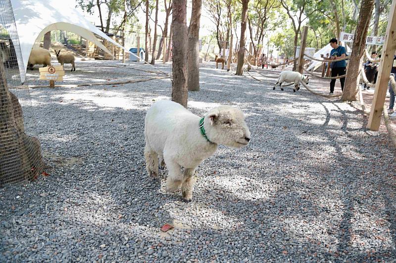 咩咩上樹萌寵樂園開幕超療癒 笑笑羊熱情迎賓