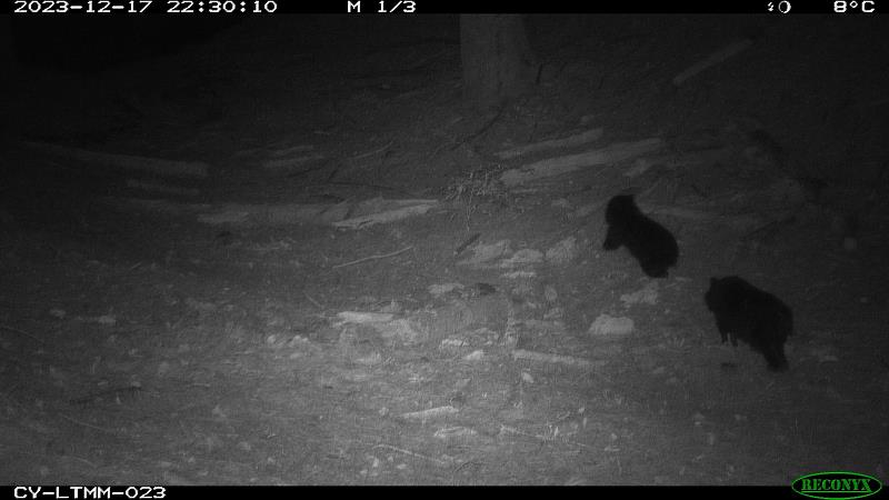 黑熊監測計畫記錄到2隻小熊現蹤
