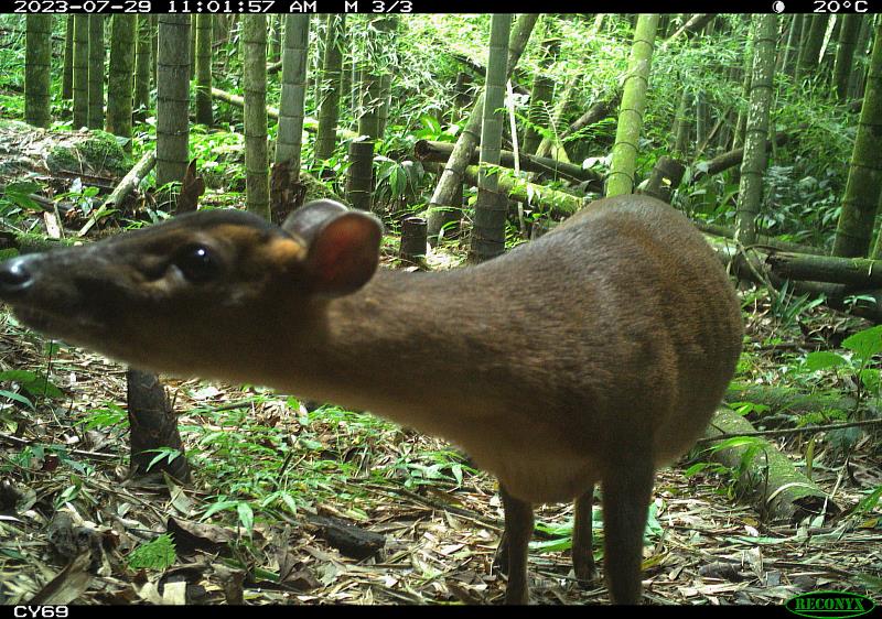 林業保育署嘉義分署於嘉南山區架設自動相機長期監測族群動態，記錄到好奇的山羌發現相機鏡頭畫面