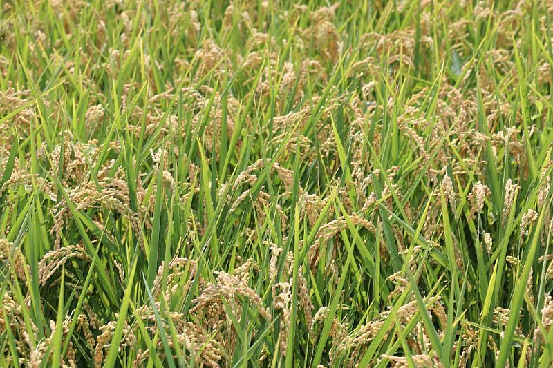 加速調整稻米產業結構 穩定市場供需