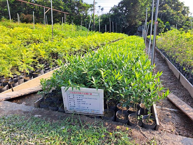 嘉義分署113年推出的第五波原生種苗販售，包含可做為室內盆栽的竹柏苗木