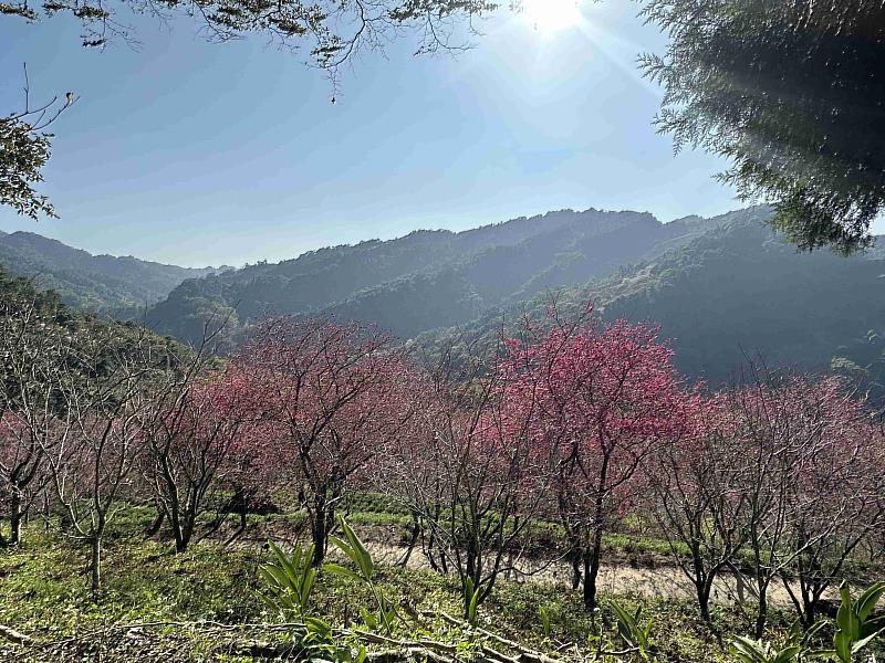 HAPPY GO看準粉紅櫻花商機，提供線上訂房、訂票、行程規劃及旅行保險一站式購足服務，最高有機會獲得6,000點。