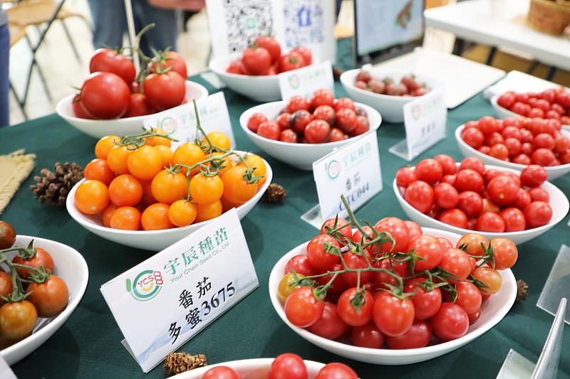 嘉義縣農民自主發起小果番茄品評 分享栽培經驗精益求精