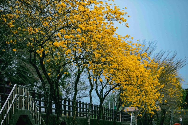 黃花風鈴木、櫻花、瑞里麝香木春暖花開 邀您春遊賞花