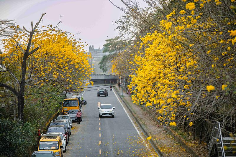 黃花風鈴木、櫻花、瑞里麝香木春暖花開 邀您春遊賞花