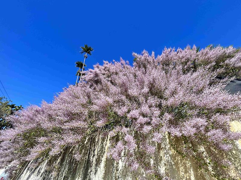 黃花風鈴木、櫻花、瑞里麝香木春暖花開 邀您春遊賞花