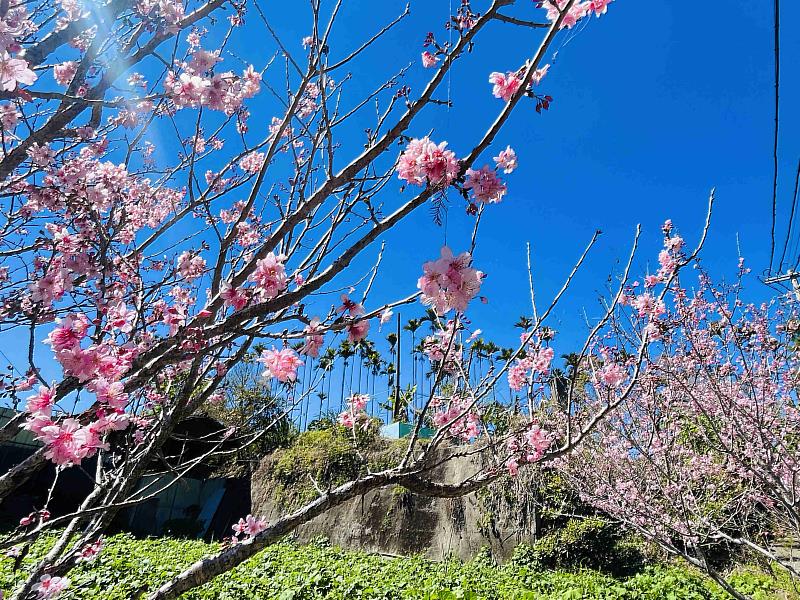 黃花風鈴木、櫻花、瑞里麝香木春暖花開 邀您春遊賞花