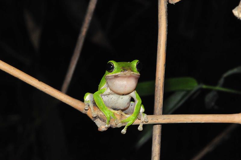 諸羅樹蛙僅分布於臺灣雲林、嘉義、臺南平原區域