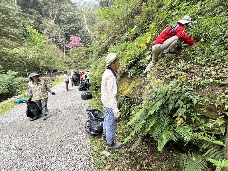 移除外來種澤假霍香薊2