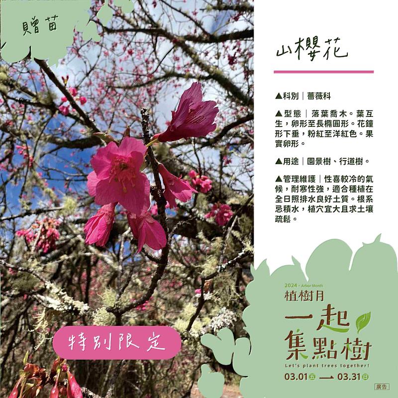 山櫻花介紹