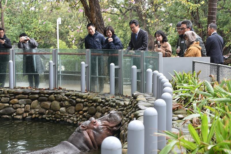 姊妹園參觀新竹動物園內的動物訓練河馬樂樂開嘴檢查口腔